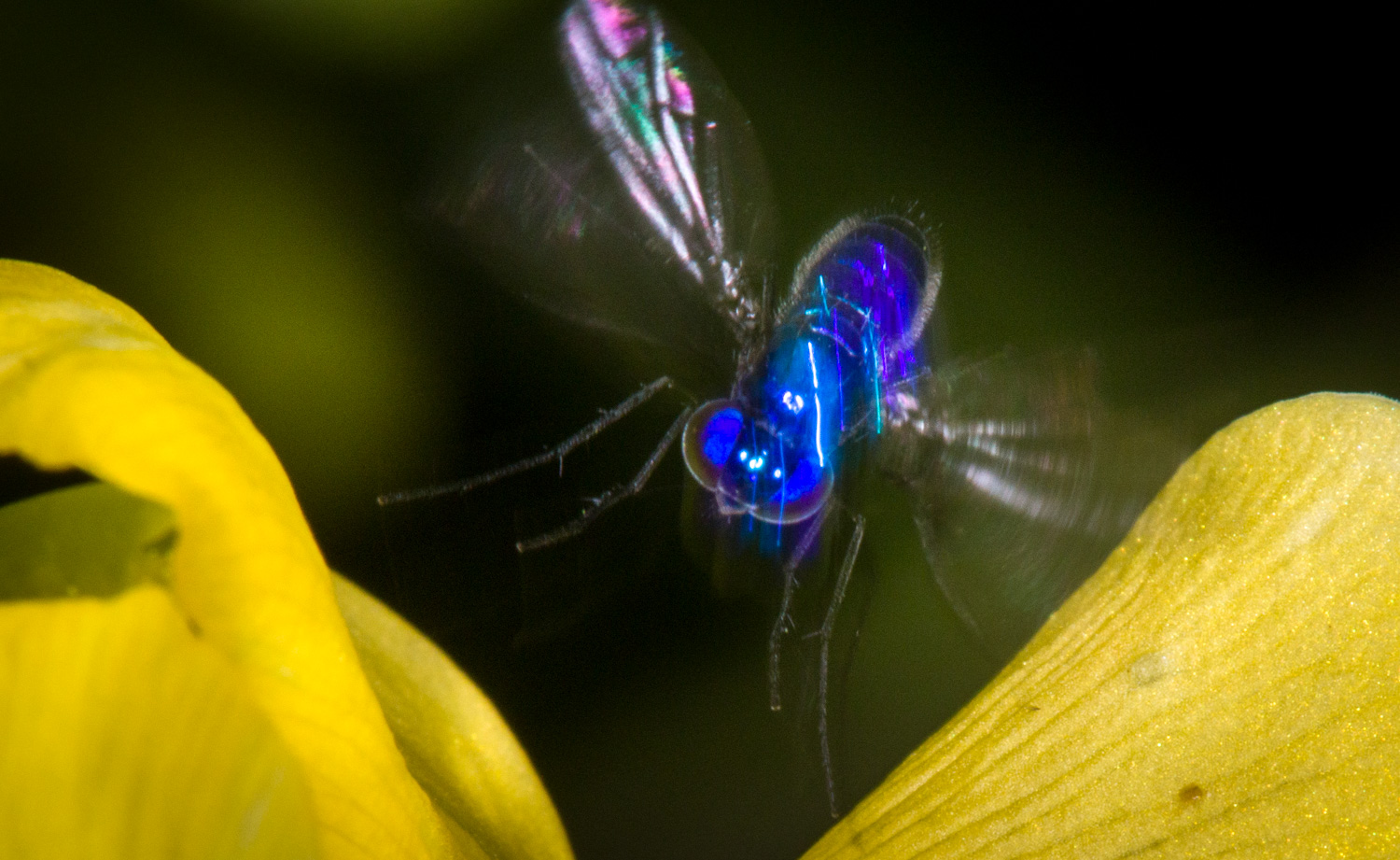 Student in vivarium