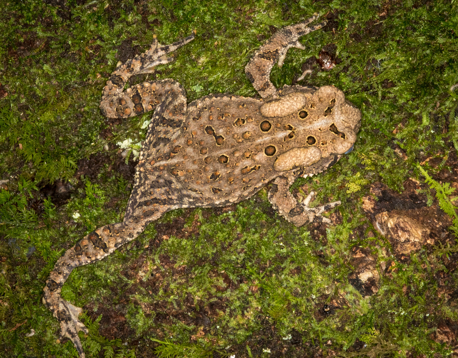 Student in vivarium