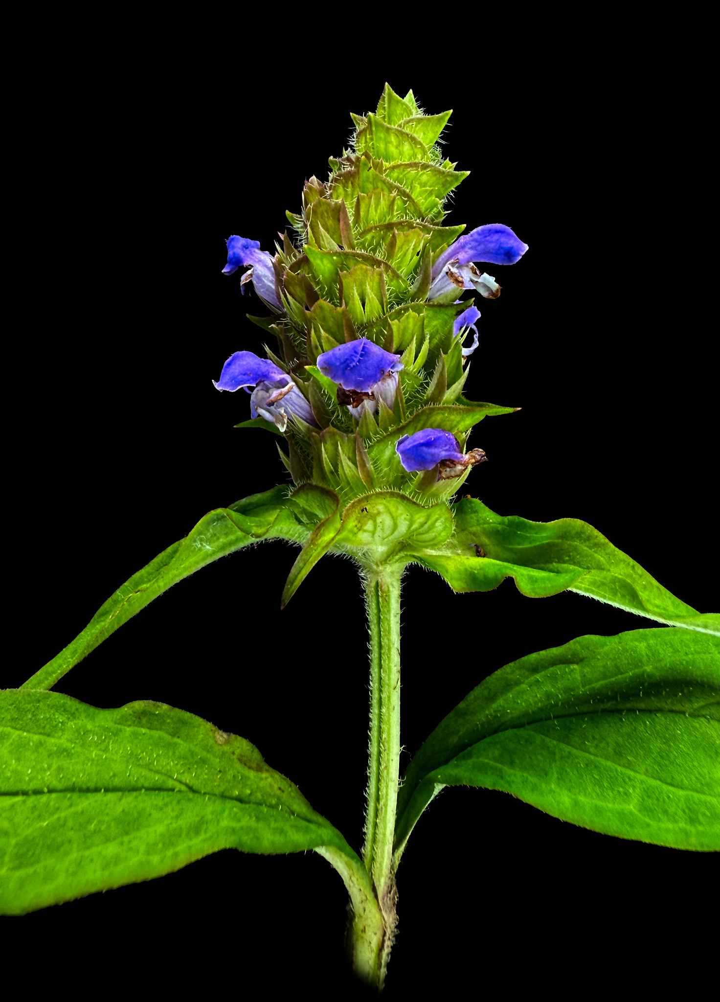 Student in vivarium
