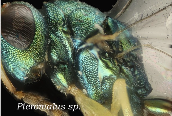 Cicada killer