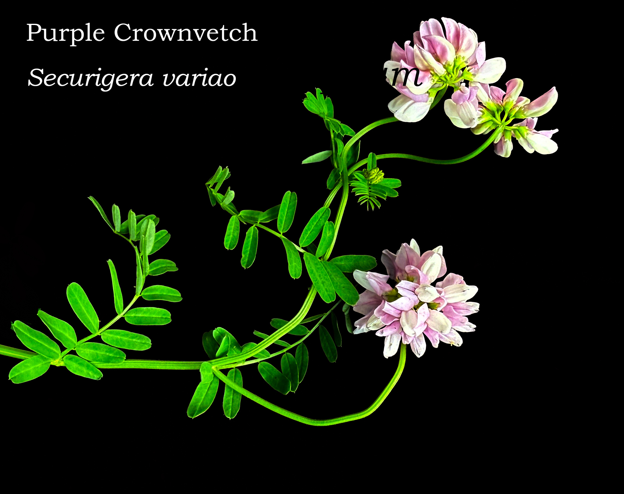 Student in vivarium